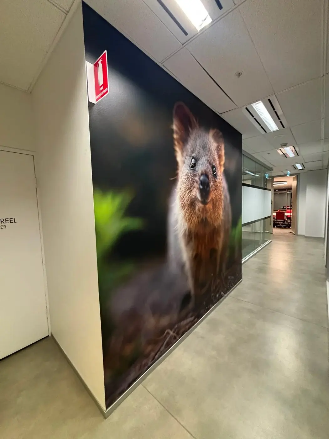 Smiling quokka photographed close up, printed as a full-height mural on an office corridor wall